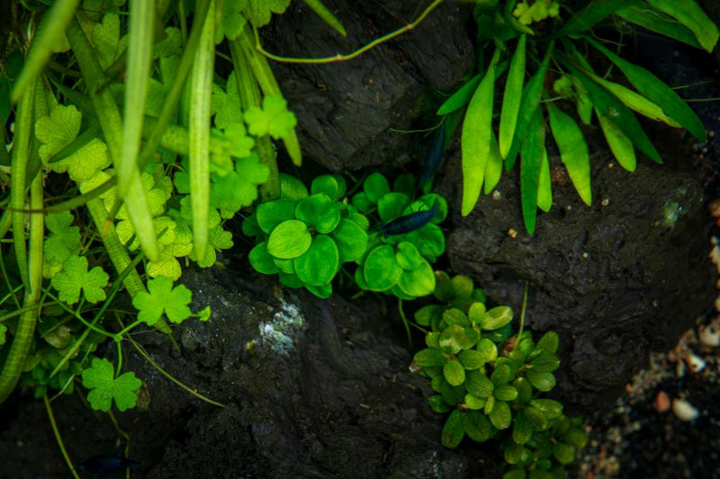 Anubias Mini Coin Aquatic Farmer Tissue Culture