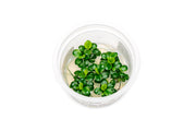 Anubias Mini Coin Aquatic Farmer Tissue Culture Aquatic Plant - Buce Plant