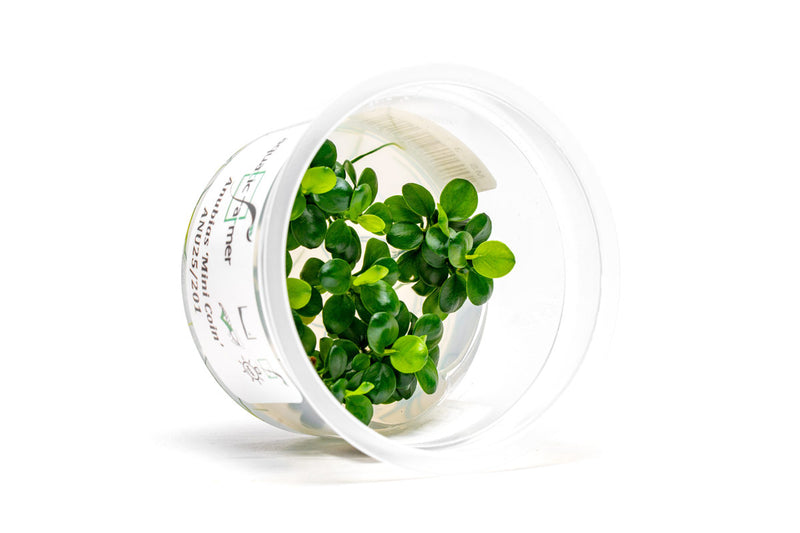 Anubias Mini Coin Aquatic Farmer Tissue Culture Aquatic Plant - Buce Plant