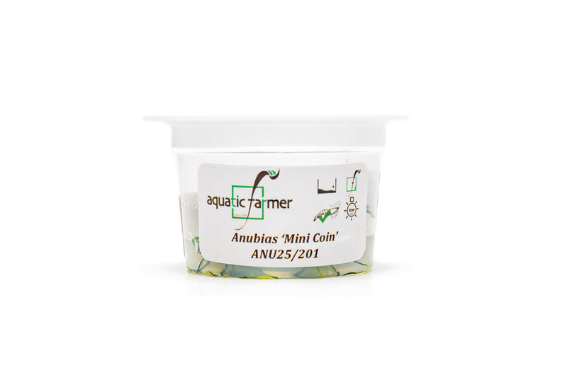 Anubias Mini Coin Aquatic Farmer Tissue Culture Aquatic Plant - Buce Plant