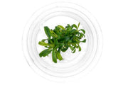 Anubias Minima Dragon Claw Tissue Culture - Small Cup Aquatic Plant - Buce Plant
