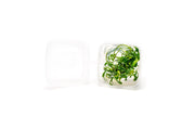 Anubias Minima Dragon Claw Tissue Culture - Small Cup Aquatic Plant - Buce Plant
