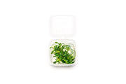 Anubias Minima Dragon Claw Tissue Culture - Small Cup Aquatic Plant - Buce Plant