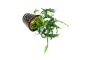 Healthy Anubias Minima aquatic plant in CPA mother pot, with vibrant green leaves ideal for freshwater aquariums.