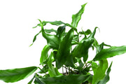 Healthy Anubias Minima aquatic plant in a CPA mother pot, with broad green leaves suitable for freshwater aquariums.