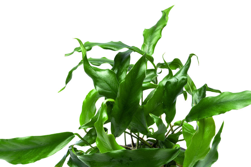 Healthy Anubias Minima aquatic plant in a CPA mother pot, with broad green leaves suitable for freshwater aquariums.