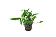 Healthy Anubias Minima aquatic plant in a CPA mother pot, featuring lush green leaves ideal for freshwater aquariums.