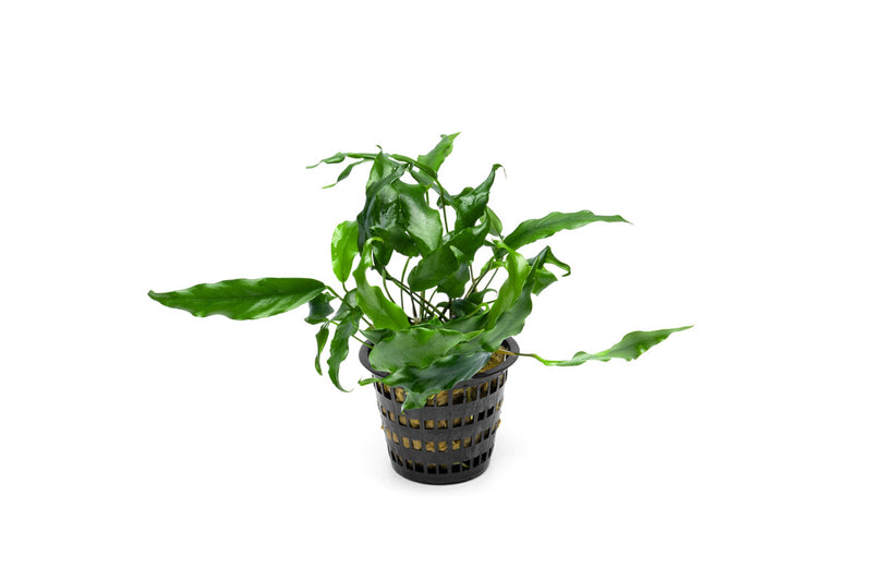 Healthy Anubias Minima aquatic plant in a CPA mother pot, featuring lush green leaves ideal for freshwater aquariums.
