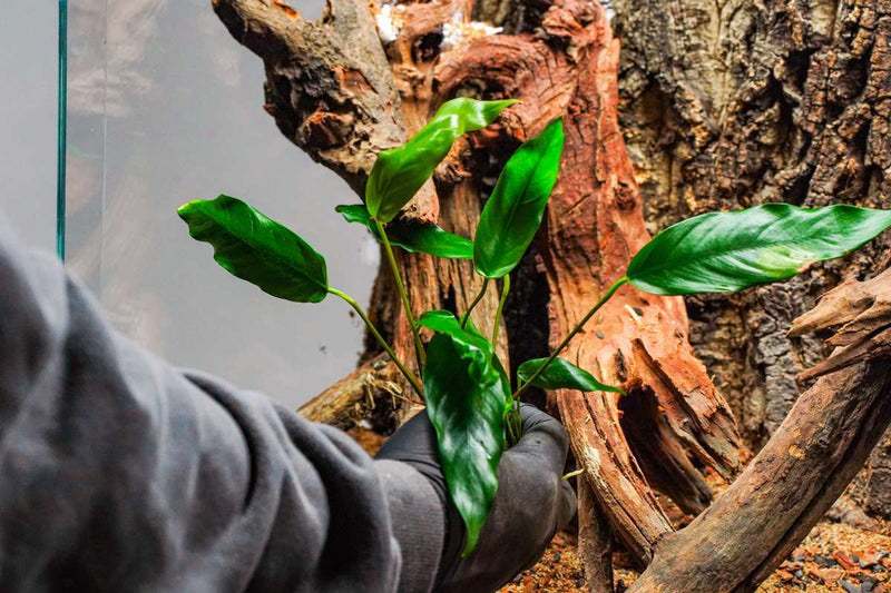 Healthy Anubias Minima aquatic plant in a CPA mother pot, suitable for freshwater aquariums.