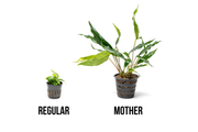 Anubias Minima aquatic plant in a mother pot, suitable for freshwater aquariums, by CPA with lush green leaves