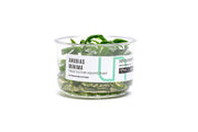 Anubias Minima UNS Tissue Culture Aquatic Plant - Buce Plant