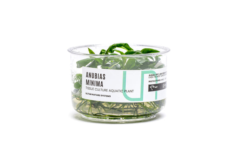 Anubias Minima UNS Tissue Culture Aquatic Plant - Buce Plant