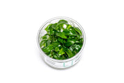 Anubias Minima UNS Tissue Culture Aquatic Plant - Buce Plant