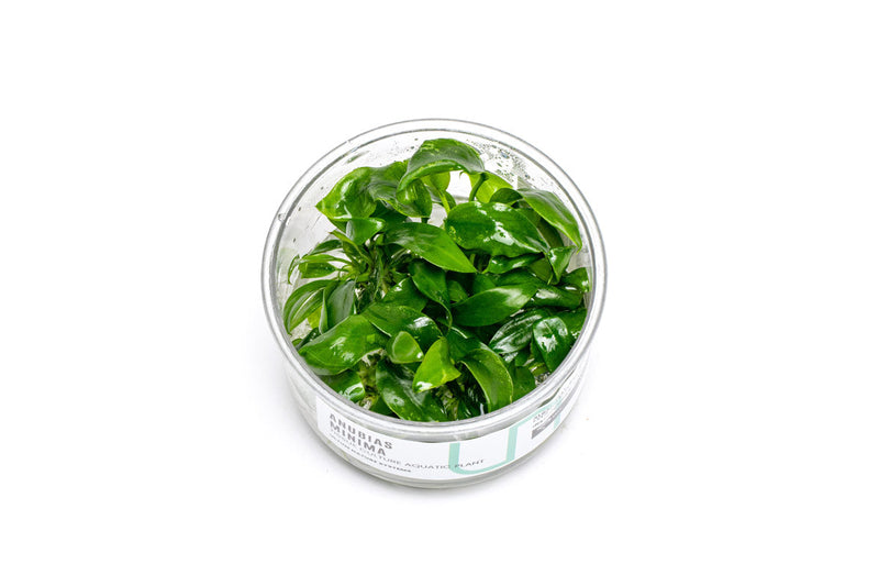 Anubias Minima UNS Tissue Culture Aquatic Plant - Buce Plant
