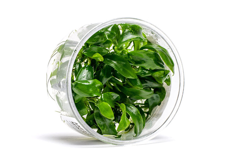 Anubias Minima UNS Tissue Culture Aquatic Plant - Buce Plant