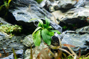 Variegated Anubias Minima aquatic plant in a pot, featuring green and white variegated leaves, suitable for freshwater aquariums.
