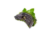 Anubias Nana and Christmas Moss on Wood Aquatic Plant - Buce Plant