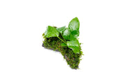 Anubias Nana and Christmas Moss on Wood Aquatic Plant - Buce Plant