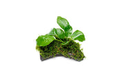 Anubias Nana and Christmas Moss on Wood Aquatic Plant - Buce Plant
