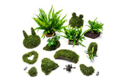 Christmas Moss on Driftwood Moss - Buce Plant