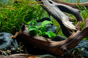 Healthy Anubias Nana Bonsai aquatic plant from CPA with lush green leaves suitable for freshwater aquariums.