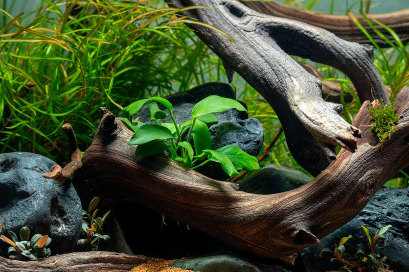 Healthy Anubias Nana Bonsai aquatic plant from CPA with lush green leaves suitable for freshwater aquariums.