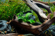 Healthy Anubias Nana Bonsai aquatic plant from CPA with lush green leaves suitable for freshwater aquariums.