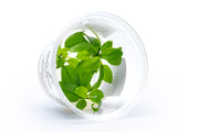 Anubias Nana Golden Aquatic Farmer Tissue Culture Aquatic Plant - Buce Plant