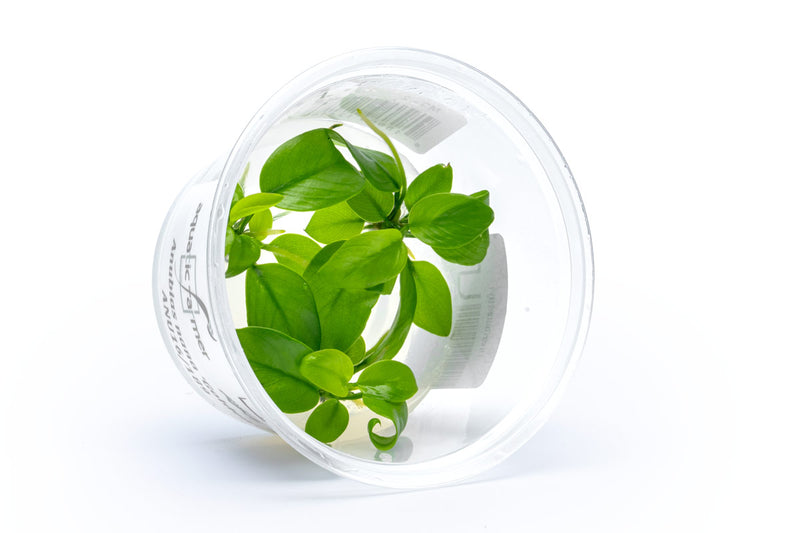 Anubias Nana Golden Aquatic Farmer Tissue Culture Aquatic Plant - Buce Plant