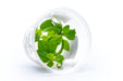 Golden Anubias Nana aquatic plant tissue culture from Aquatic Farmer, healthy aquatic plant for freshwater aquariums.