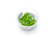 Anubias Nana Golden Aquatic Farmer Tissue Culture Aquatic Plant - Buce Plant