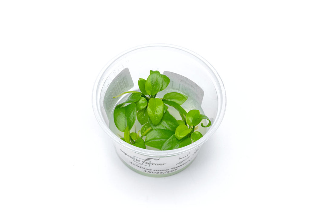 Golden Anubias Nana aquatic plant tissue culture from Aquatic Farmer, freshwater aquarium plant with vibrant yellow-green leaves.
