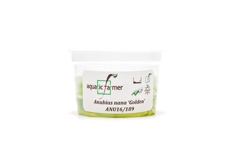 Anubias Nana Golden Aquatic Farmer Tissue Culture Aquatic Plant - Buce Plant