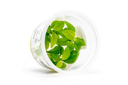 Anubias Nana Golden Aquatic Farmer Tissue Culture Aquatic Plant - Buce Plant