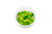 Anubias Nana Golden Aquatic Farmer Tissue Culture Aquatic Plant - Buce Plant