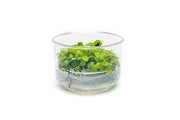 Anubias Nana Golden Tissue Culture Aquatic Plant - Buce Plant