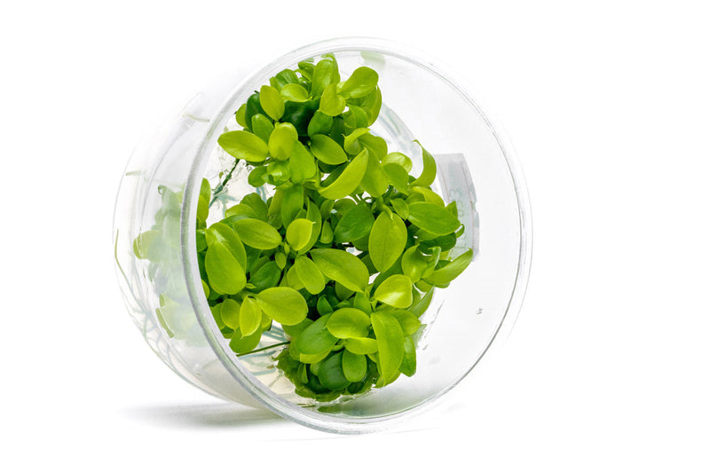 Anubias Nana Golden Tissue Culture Aquatic Plant - Buce Plant
