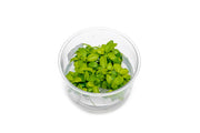 Anubias Nana Golden Tissue Culture Aquatic Plant - Buce Plant