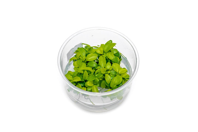 Anubias Nana Golden Tissue Culture Aquatic Plant - Buce Plant