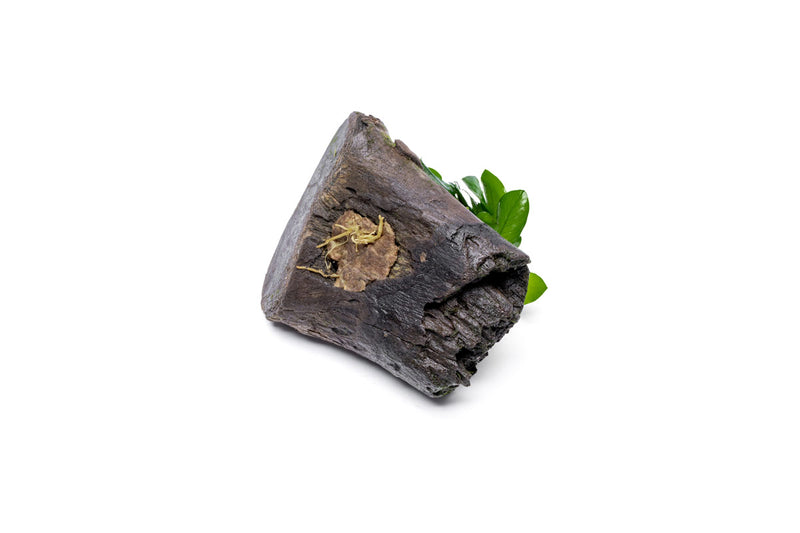 Anubias Nana Long Wavy aquatic plant from CPA growing on driftwood in an aquarium setup.