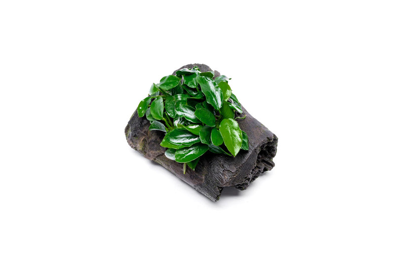 Anubias Nana Long Wavy aquatic plant attached to driftwood, featuring long wavy green leaves, ideal for freshwater aquariums.