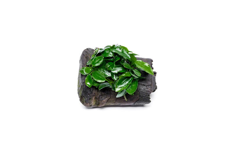 Anubias Nana Long Wavy aquatic plant attached to driftwood, featuring lush green, wavy leaves ideal for freshwater aquariums.