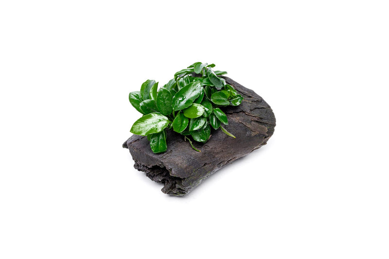 Anubias Nana Long Wavy aquatic plant attached to driftwood, with lush green, wavy leaves in an aquarium setting.
