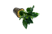 Healthy Anubias Nana aquatic plant in a CPA mother pot, suitable for freshwater aquariums and aquatic plant setups.