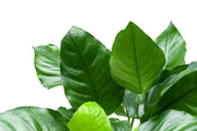 Healthy Anubias Nana aquatic plant in CPA mother pot, showcasing lush green leaves ideal for freshwater aquariums.