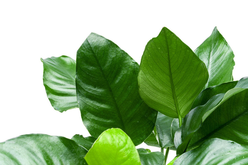 Healthy Anubias Nana aquatic plant in CPA mother pot, showcasing lush green leaves ideal for freshwater aquariums.