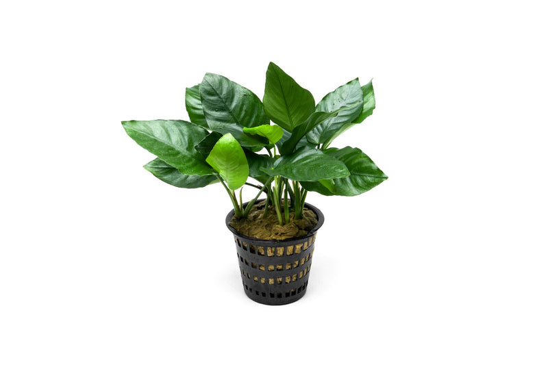 Healthy Anubias Nana aquatic plant in a CPA mother pot, featuring broad green leaves suitable for freshwater aquariums.