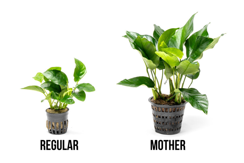 Healthy Anubias Nana aquatic plant in a CPA mother pot, with lush green leaves suitable for freshwater aquariums.