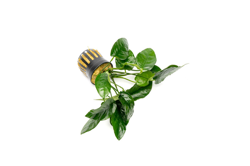 Healthy Anubias Nana Ovalis aquatic plant from CPA with broad green leaves, ideal for freshwater aquariums.