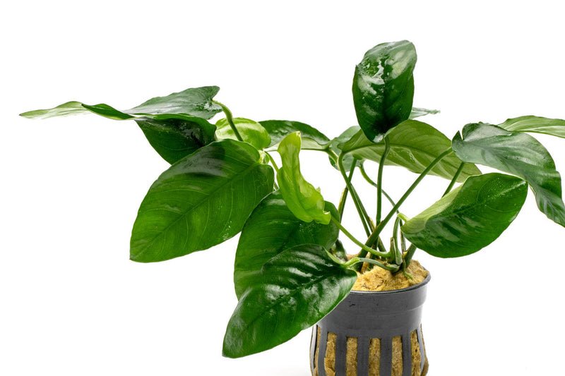 Healthy Anubias Nana Ovalis aquatic plant from CPA, featuring broad green leaves ideal for freshwater aquariums.